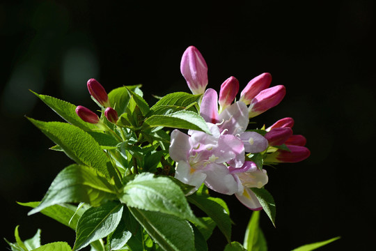 海仙花