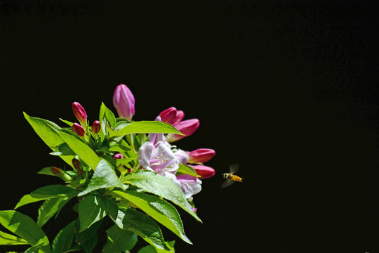 海仙花