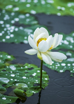 雨中白荷