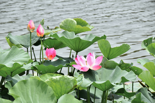 西海子荷花