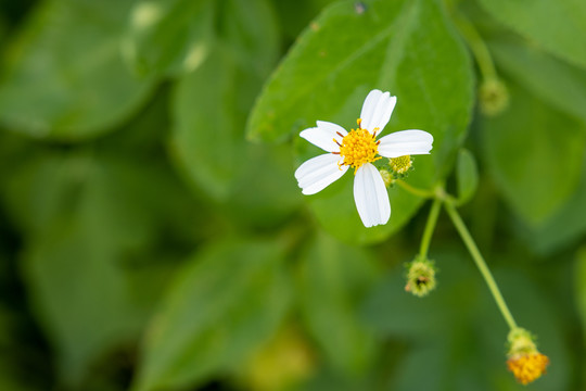 鬼针草