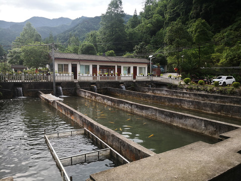 冷水淡水鱼三文鱼养殖基地