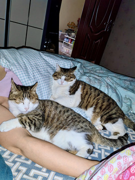 两猫床上胳膊偎