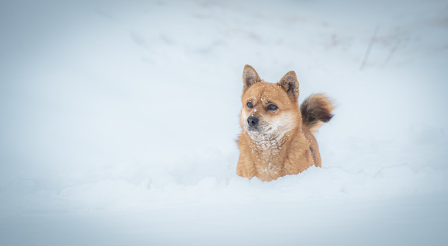 雪中小狗