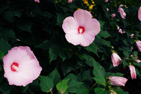 芙蓉葵