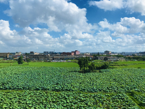 夏日美景