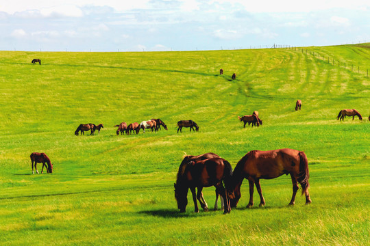 夏季草原牧场马群吃草