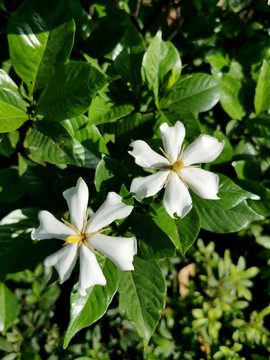 栀子花