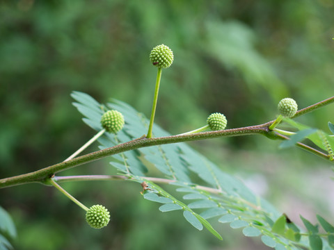 银合欢的花果期