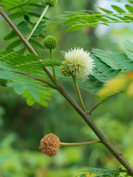 银合欢的开花期