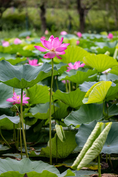 荷花池