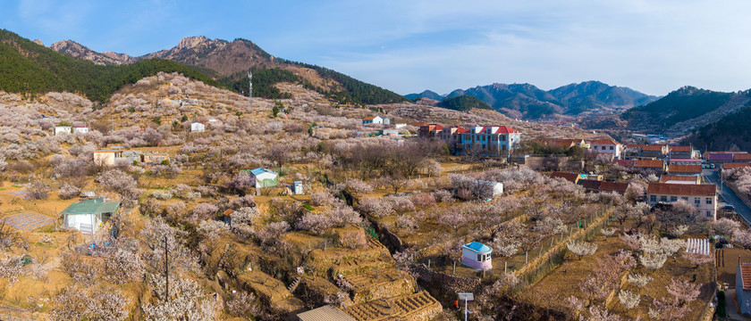 崂山北宅樱桃园