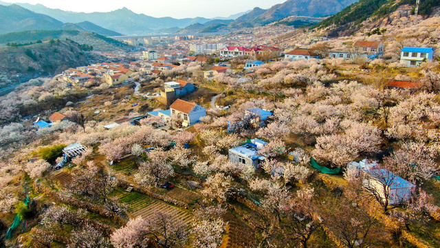 崂山樱桃园