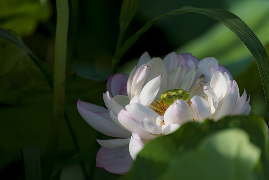 荷花