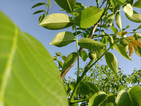 核桃树