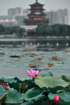 济宁南池公园