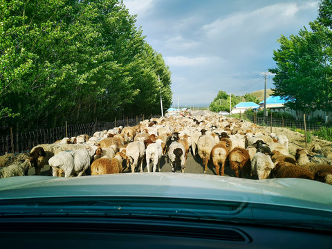 新疆街道上的羊群