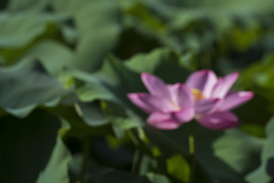 荷花虚化背景