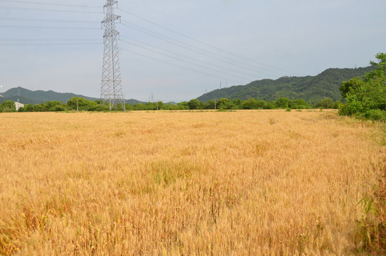 金色麦田