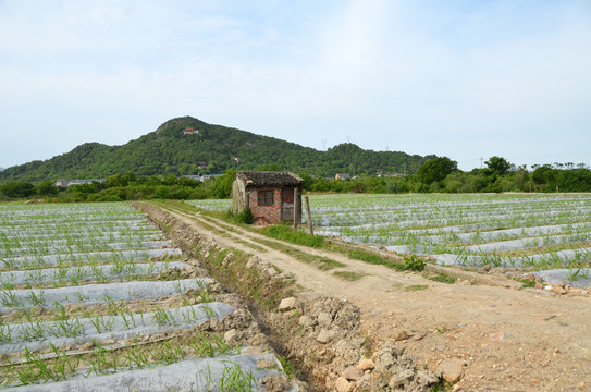 甘蔗种植