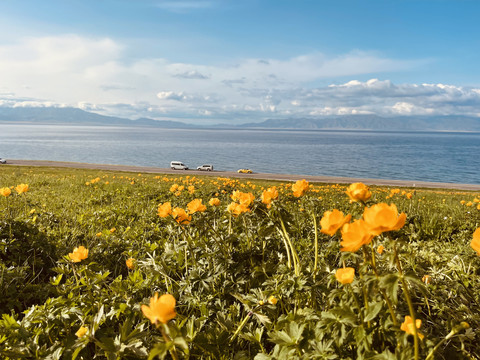 花海草原风景