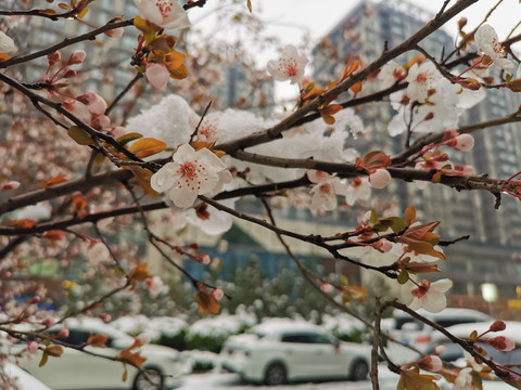 冬天的花朵