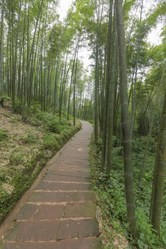 竹林蜿蜒石板路