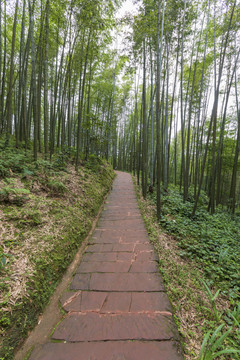 竹林蜿蜒石板路