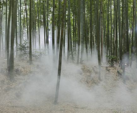 光影竹林晨雾