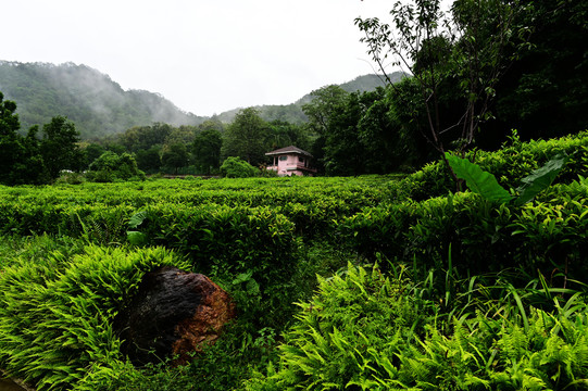 雁南飞茶园