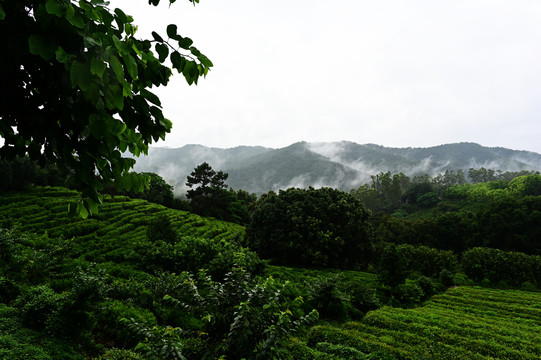 雁南飞茶园