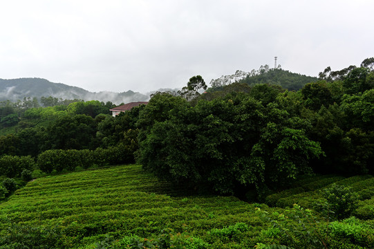 雁南飞茶园