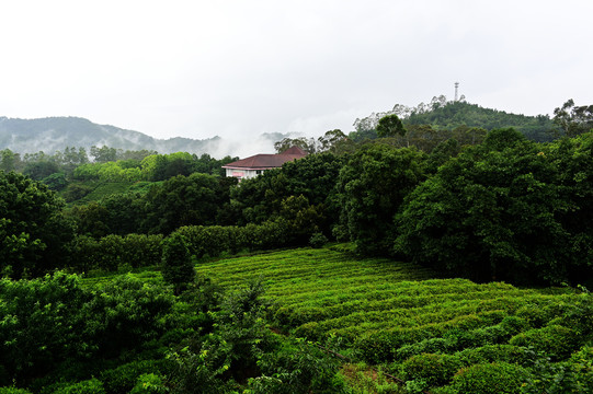 雁南飞茶园