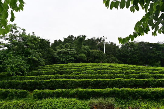 雁南飞茶园