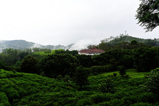 雁南飞茶园