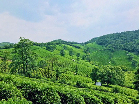 茶园美景