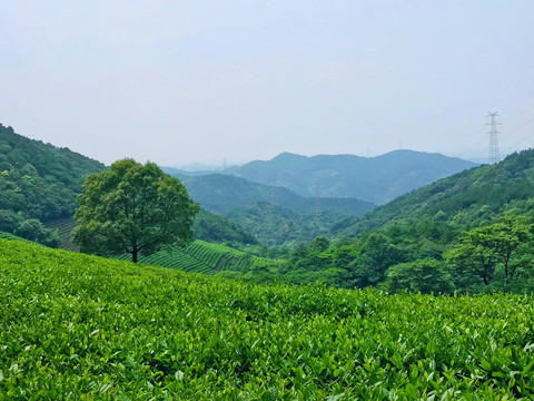 茶园美景