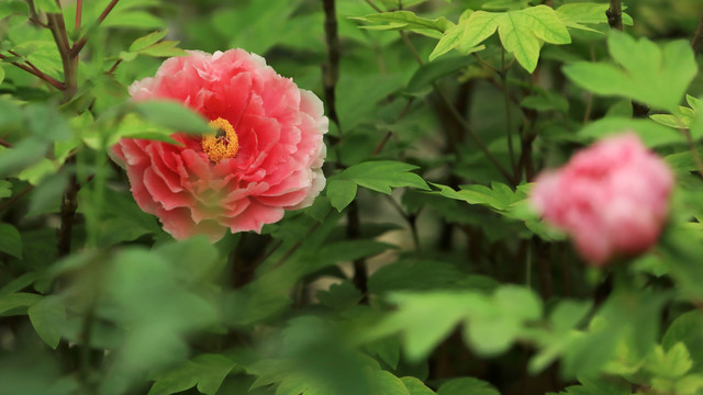 新七福神牡丹花