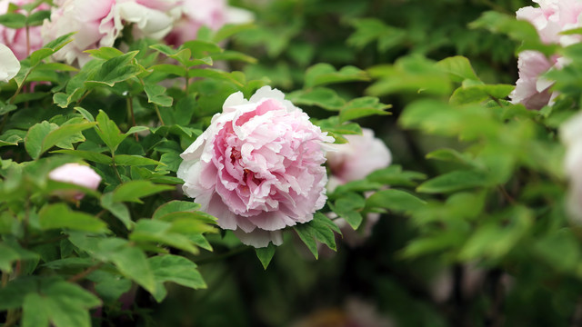 蓝芙蓉牡丹花