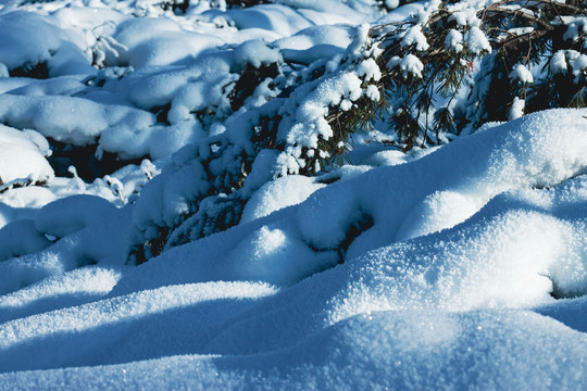 冬季积雪树枝