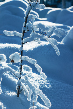 冬雪树枝雾凇