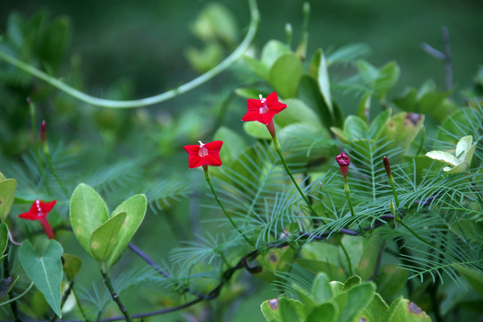 茑萝松