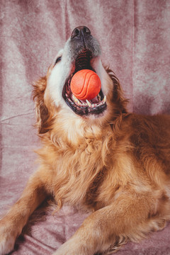 金毛寻回犬宠物狗