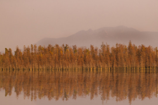 红树林湿地