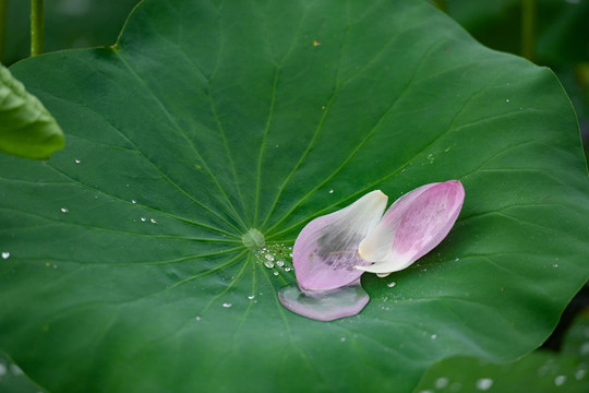 雨荷