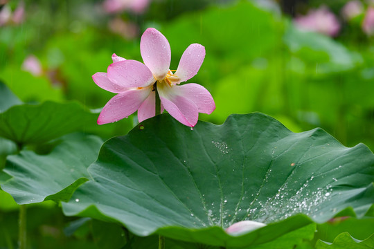 雨荷