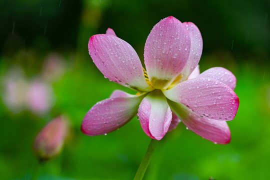 雨荷