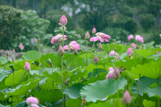 雨荷