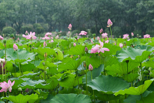 雨荷