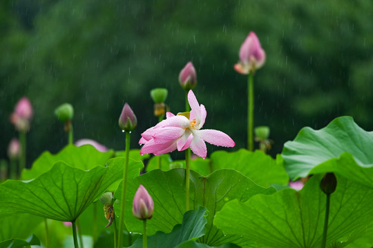 雨荷